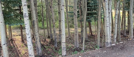 Terrain de l’hébergement 