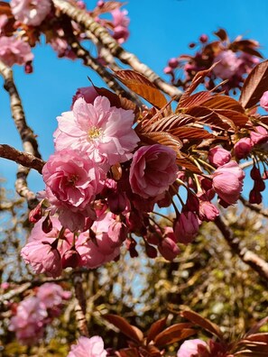 Blossom in the spring