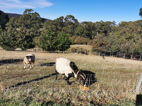 We have 4 hand raised sheep who love a pat and cuddle.