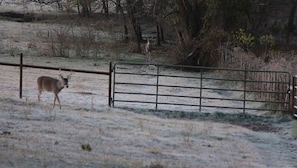 Beautiful wild deer everywhere.