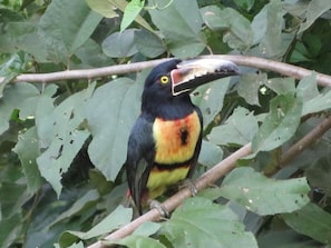 Toucans seen from the backyard.