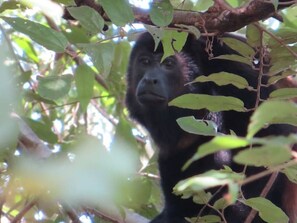 Howler monkeys seen in the trees from the front and back of the house.