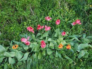 Flowers next to the house