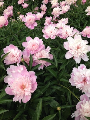 Our beautiful peonies bloom in June!