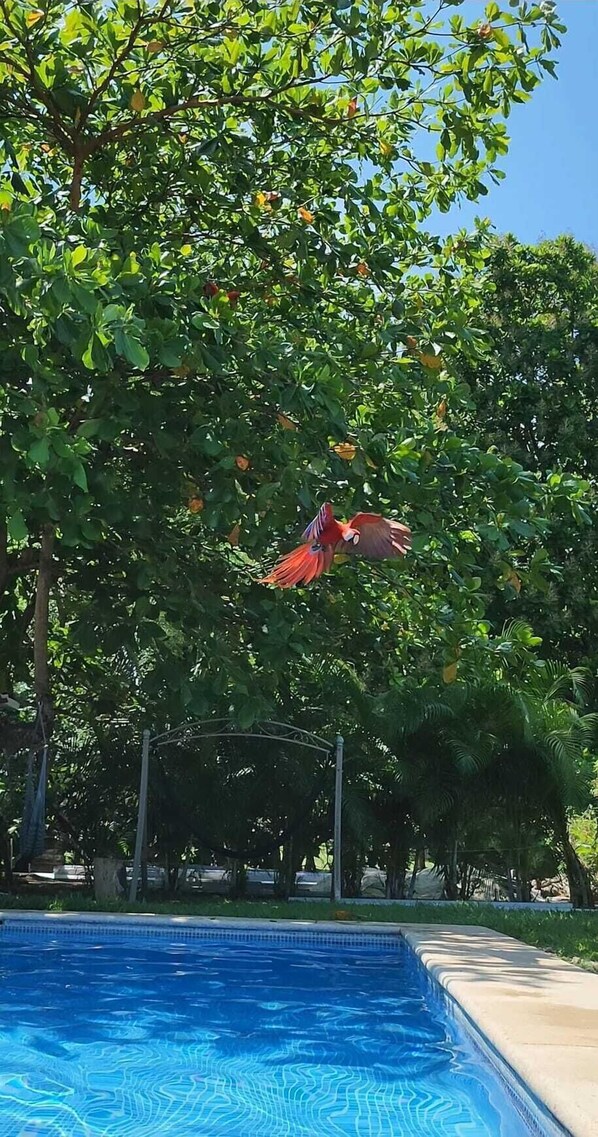 Macaw flying above the pool in the backyard / Lapa volando por encima de la piscina en el patio