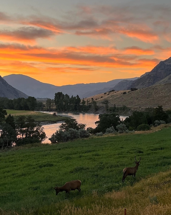 Sunsets and wildlife