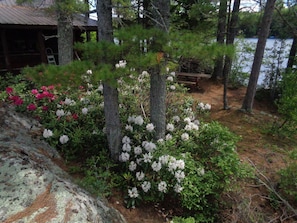 Flower son island in June by picnic table.