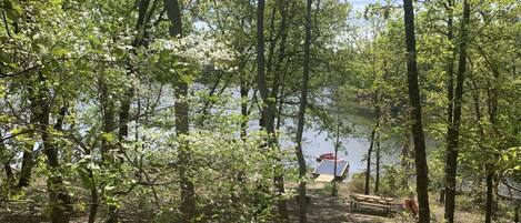 Dogwood tree in bloom