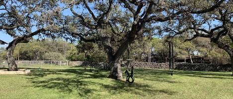 Scenic oak trees