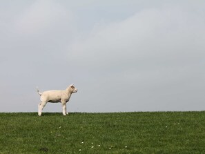 Hus op de Wurth