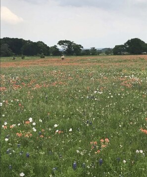 Spring wildflowers in horse pasture.