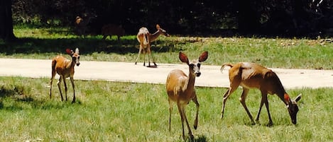 Lots of deer to watch and feed if you wish.