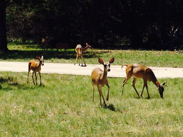 Lots of deer to watch and feed if you wish.