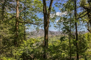Tree Trunk,Tree,Vegetation,Sunlight