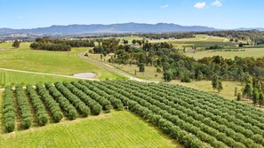 Bed & breakfasts cabins located on Vineyards