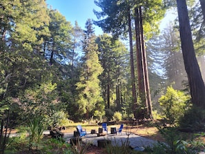 Surrounded by beautiful redwoods