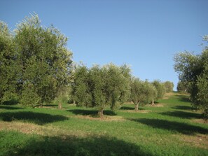 Terrenos do alojamento