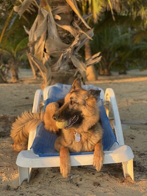 Pet and service dog friendly too!