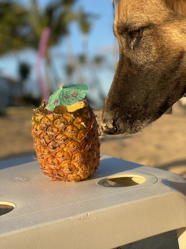 Sorry Diamond… adult drinks are for humans only! 😄