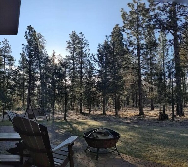 Back Yard 180 Degree View of Pine Tree Forest