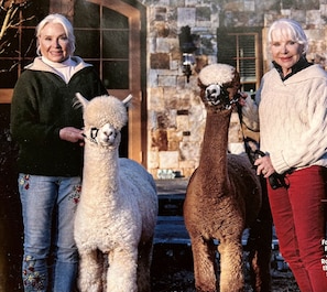 We welcome our guests to the most beautiful alpaca farm