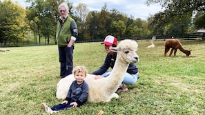 Singita is a very tolerant alpaca mama