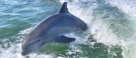 Dolphin Play