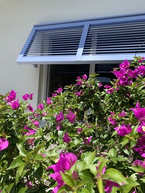 Tropical bougainvillea is just one of the beautiful garden 