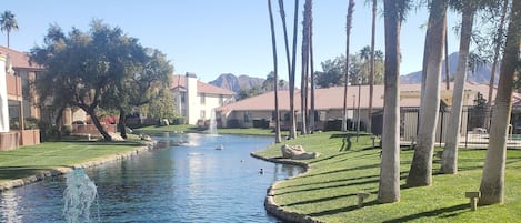 Lake with ducks and turtles