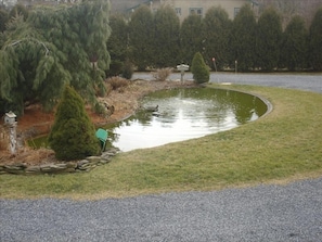Lovely Coy Pond - self sustaining