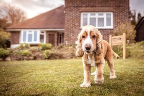 Dogs considered at this Exclusively Eastbourne property (please discuss)