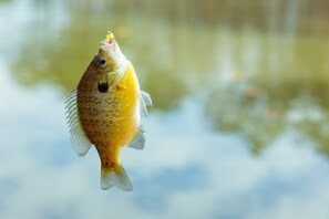 Catch Bluegill and perch right off the dock out front