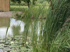 L'Eau, Plante, Communauté Des Plantes, Botanique, Paysage Naturel, Végétation, Terrestre Des Plantes, Herbe