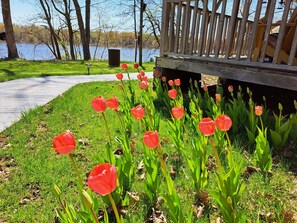 Spring Tulips