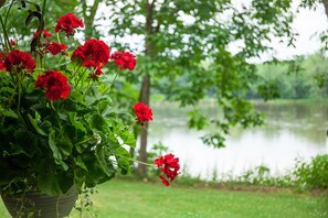 Summer Geraniums