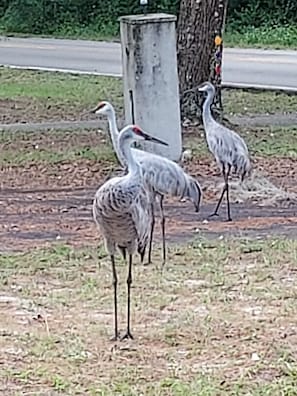 Calming Cove welcoming committee!
