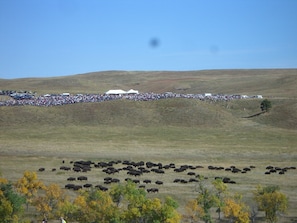 Buffalo Roundup Custer State Park