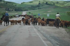 Cattle drive to summer pasture