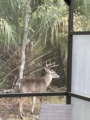 Wildlife