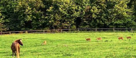 The front field. Driveway view