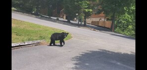 Bear spotted in our driveway!