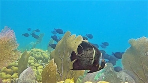 Angel fish, sea fans, coral and blue tangs in front of the house.