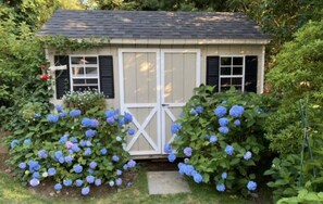 Hydrangeas in full summer bloom! 