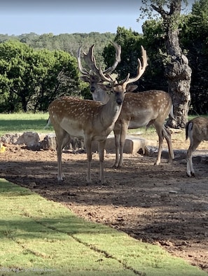 Some of the wildlife on site