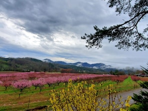 Mitchel u pick farm cabin overlooks. early spring, peach trees blooming.