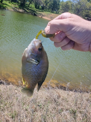 Catch and Release Perch