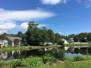 Our pond view