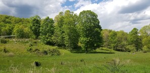 Your front yard