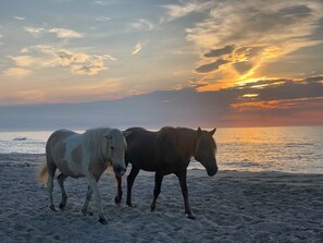 Wild ponies at Assateague Island