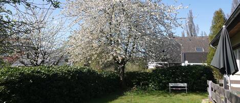 Blick auf die Kirschblüte